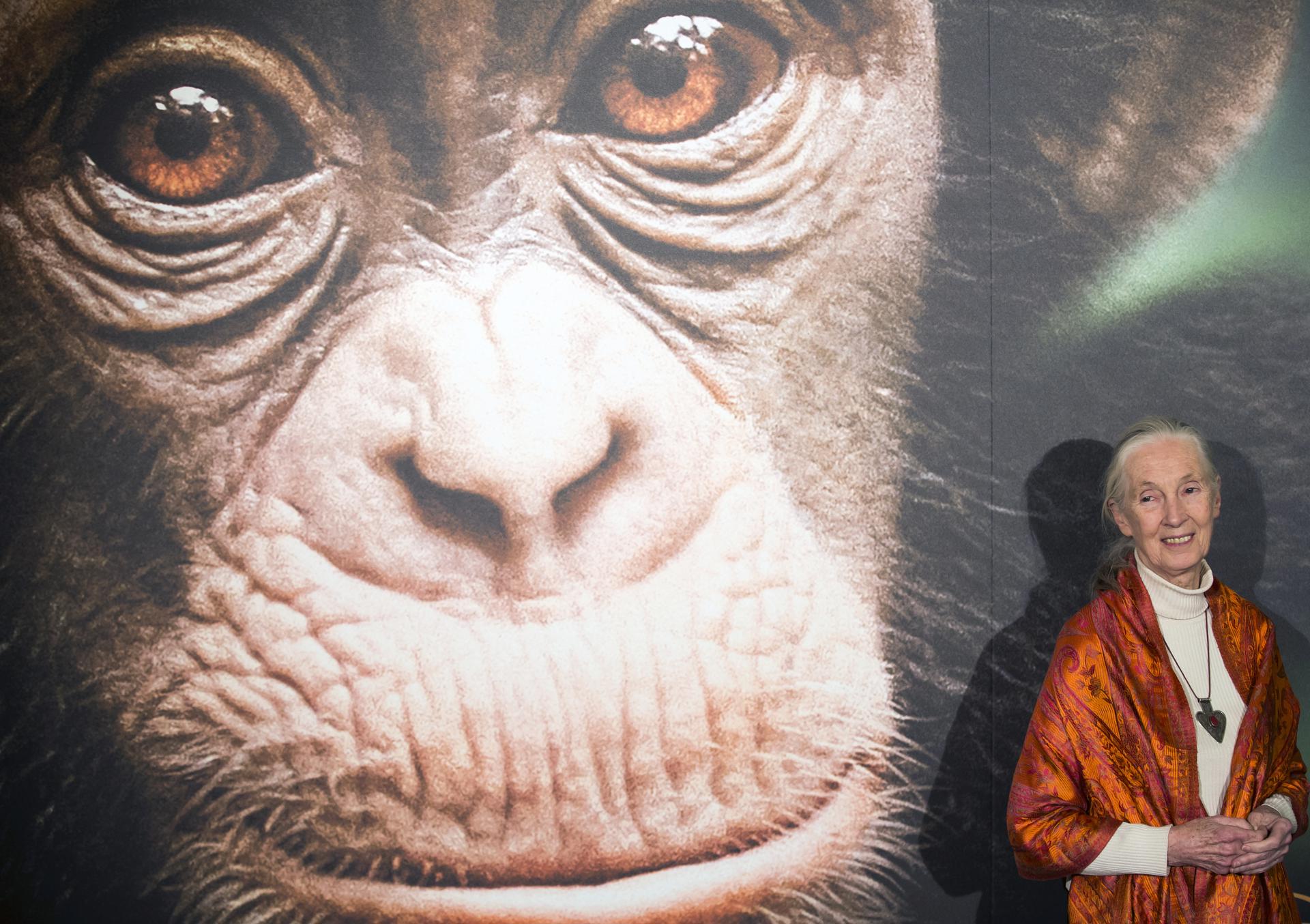 Muere Jane Goodall. / Foto: EFE.