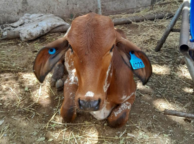 El MAGA destacó que el SINAT GT representa un instrumento estratégico para la detección de patrones de movilización en caso de brotes de enfermedades. / Foto: MAGA