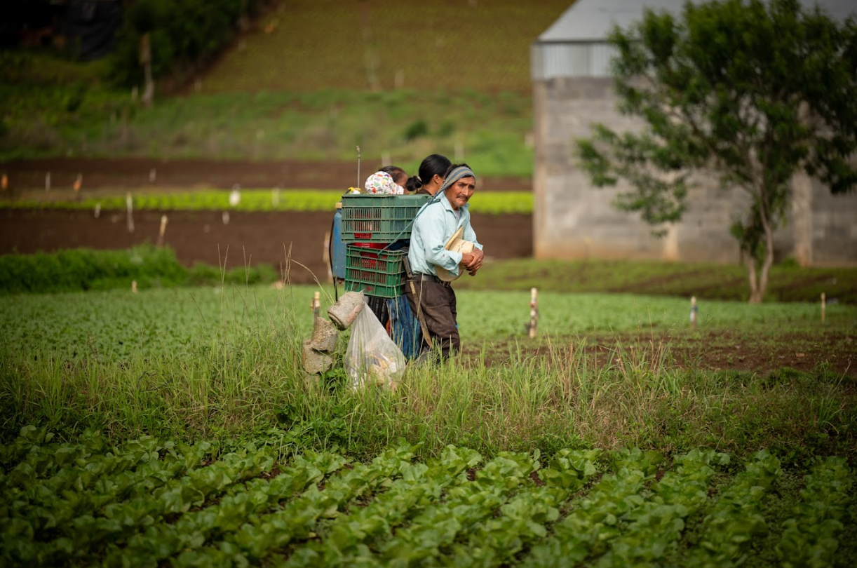 Crédito Tob’anik: más de 6.8 millones de quetzales desembolsados por las cooperativas a agricultores