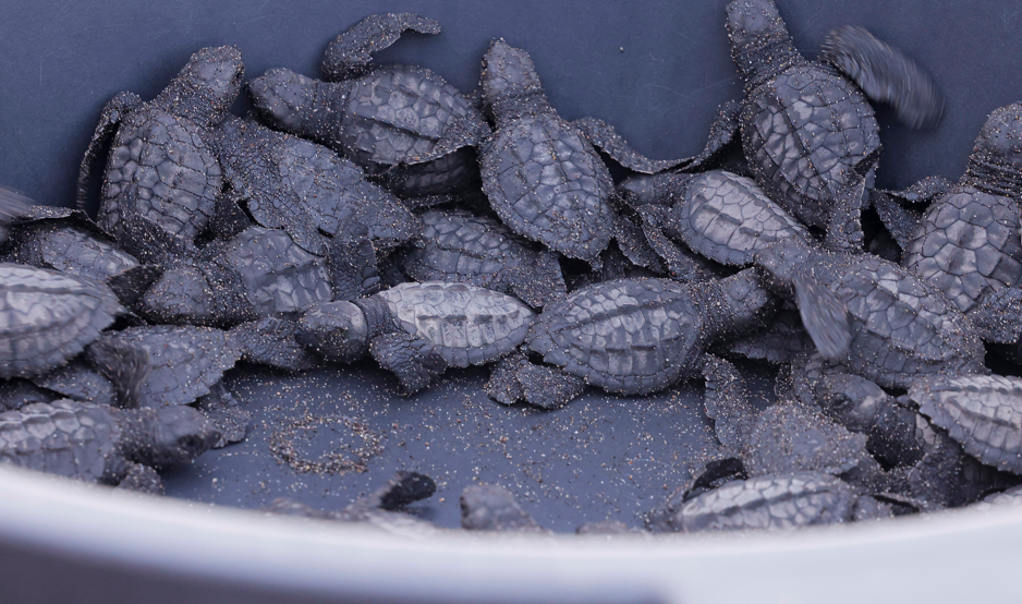 Guatemala trabaja bajo estrategias para la conservación de las tortugas marinas. (Foto: Analí Camey)