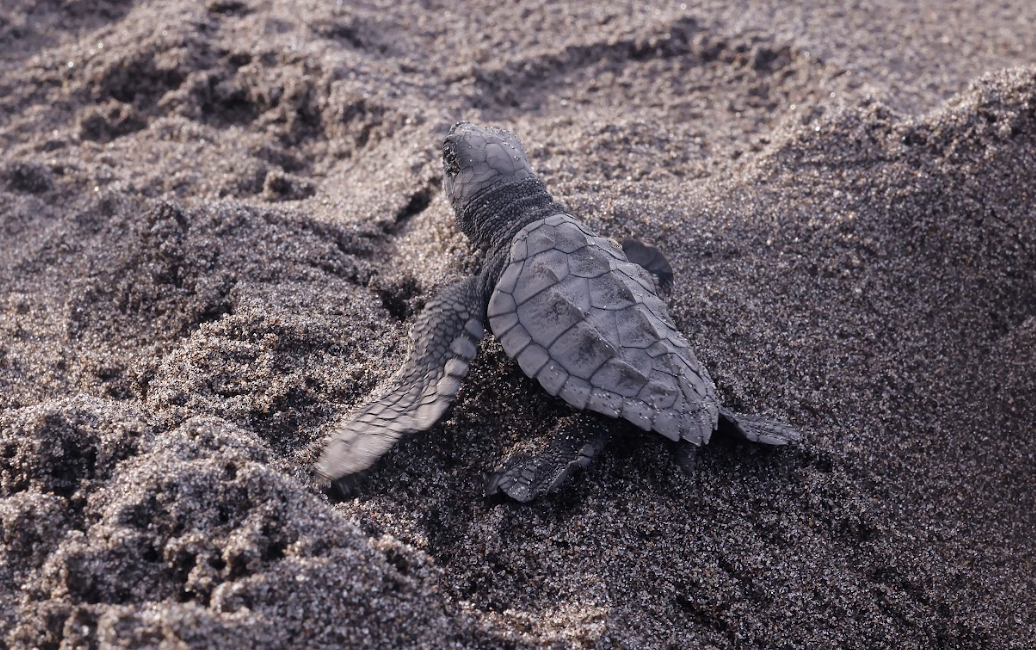 Rastros en la arena: Rally Parlama involucra a las comunidades en la conservación de tortugas marinas y manglares