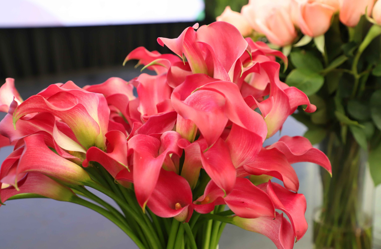 Guatemala se prepara el IV Congreso de Plantas Ornamentales. / Foto: Agexport.