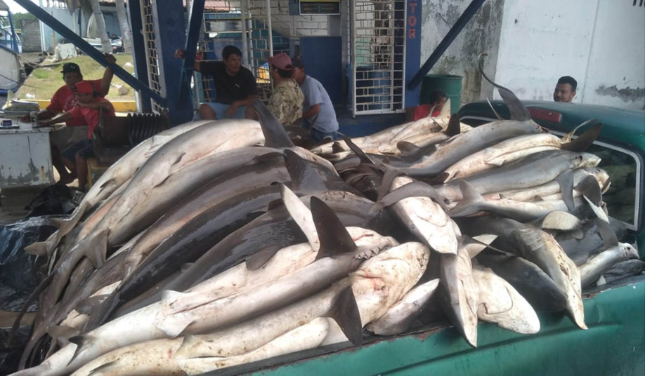Las acciones ejecutadas forman parte del trabajo permanente del MAGA para promover una pesca responsable y sostenible. / Foto: MAGA