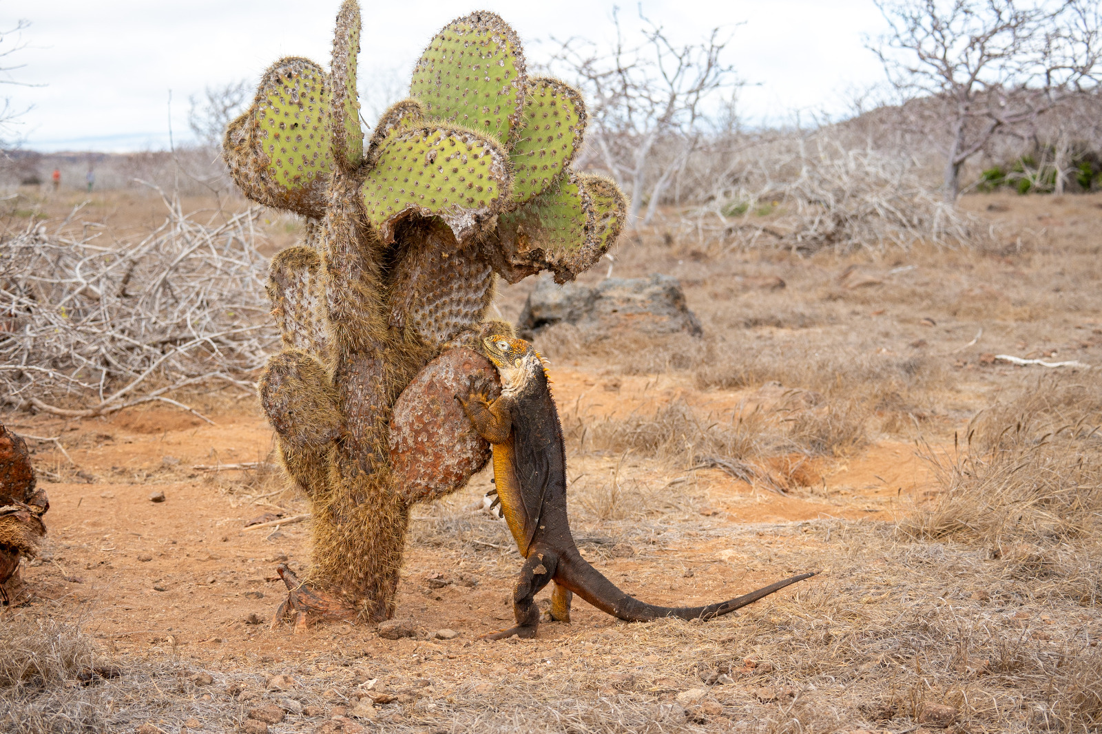 Esta estrategia busca favorecer la conservación de esta especie de iguanas. / Foto: X @parquegalapagos.