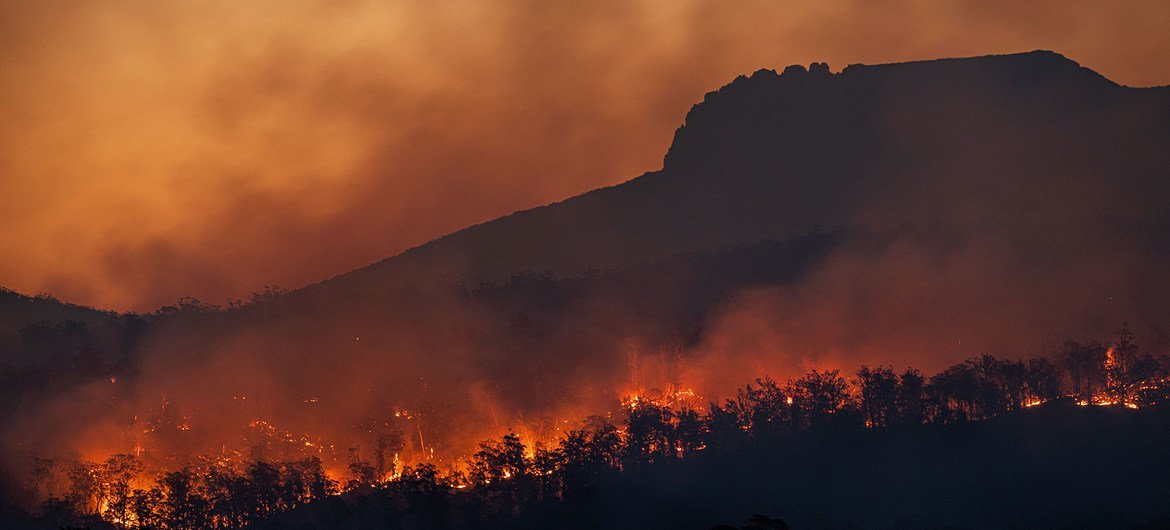 Ocurrieron incendios forestales desastrosos en todo el mundo, pero se concentraron en los biomas mediterráneos. /Foto: Noticias ONU