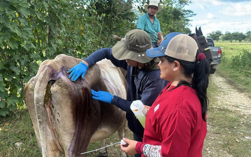 El Ministerio de Agricultura, Ganadería y Alimentación intensificó las medidas de control pecuario contra el gusano barrenador. (Foto: MAGA)