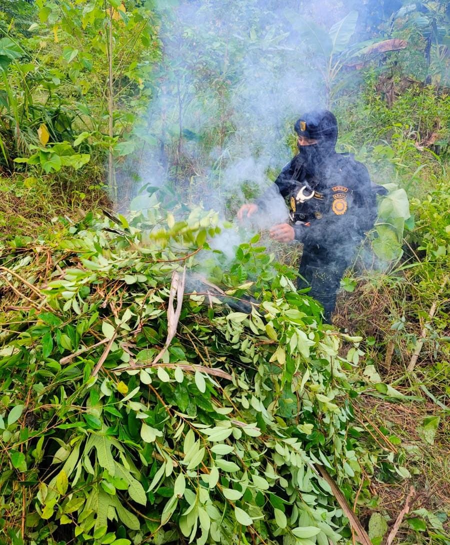 Erradican plantación de coca en un área montañosa de Petén