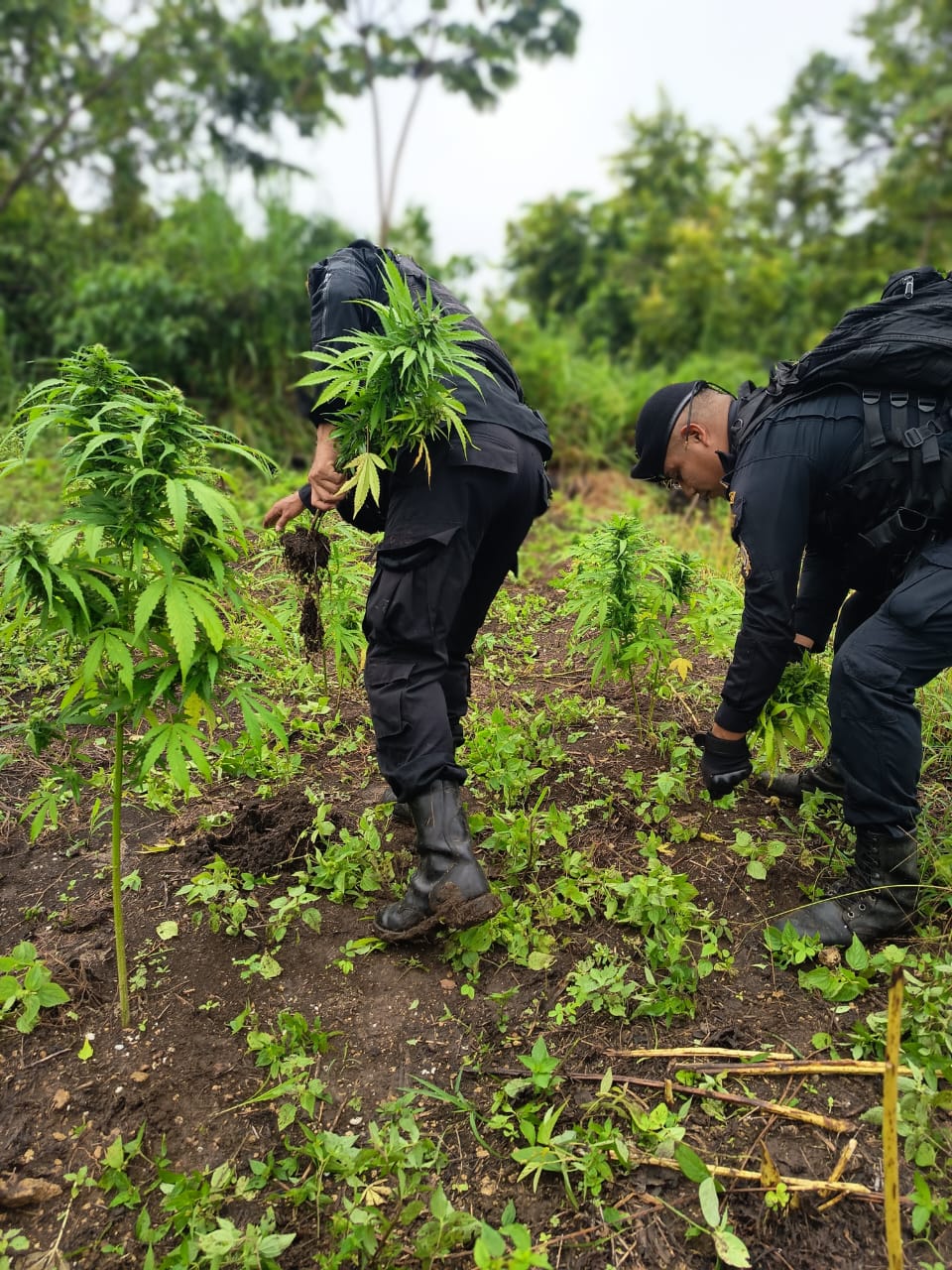 Erradican plantación de marihuana valorada en 1.6 millones de quetzales