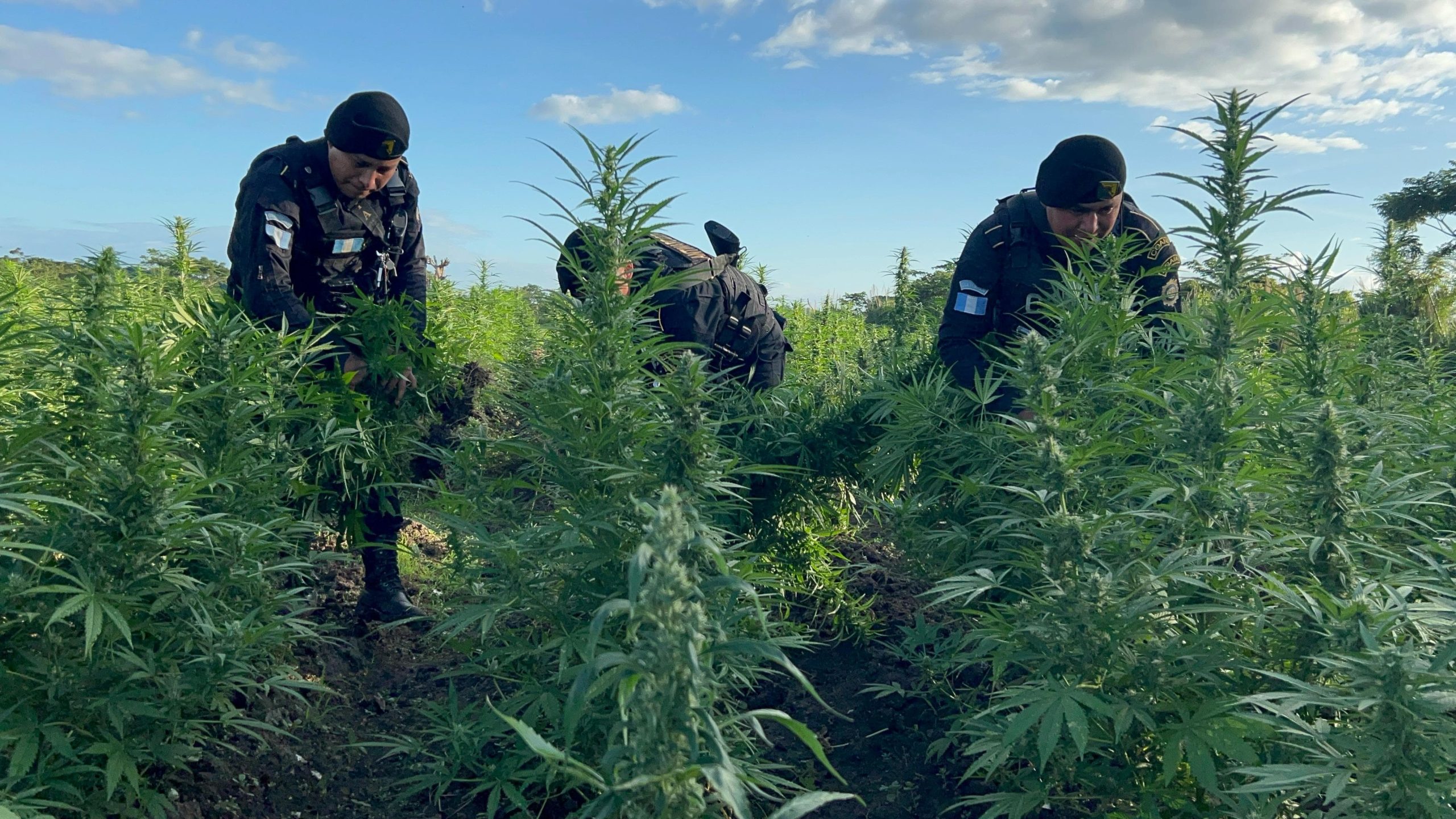 PNC erradica más de 156 mil matas de marihuana en operativo realizado en Petén