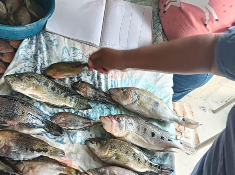 Este trabajo contó con el valioso apoyo de los pescadores locales, quienes participaron activamente en la toma de muestras y registro de información. / Foto: MAGA.