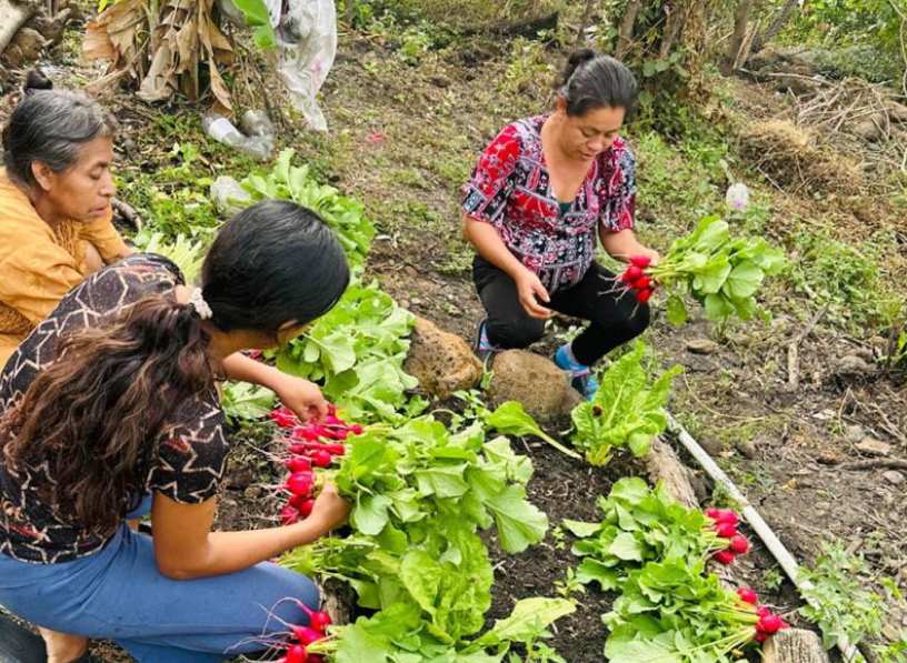 MAGA impulsa prácticas innovadoras para fortalecer la horticultura en Estanzuela Arriba