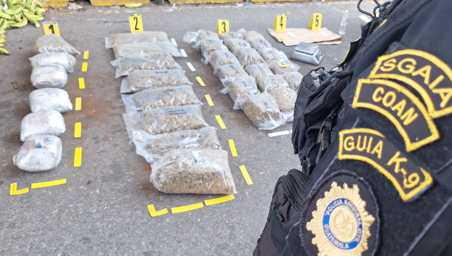 PNC incauta 32 paquetes de marihuana escondidos en una caja de plátanos