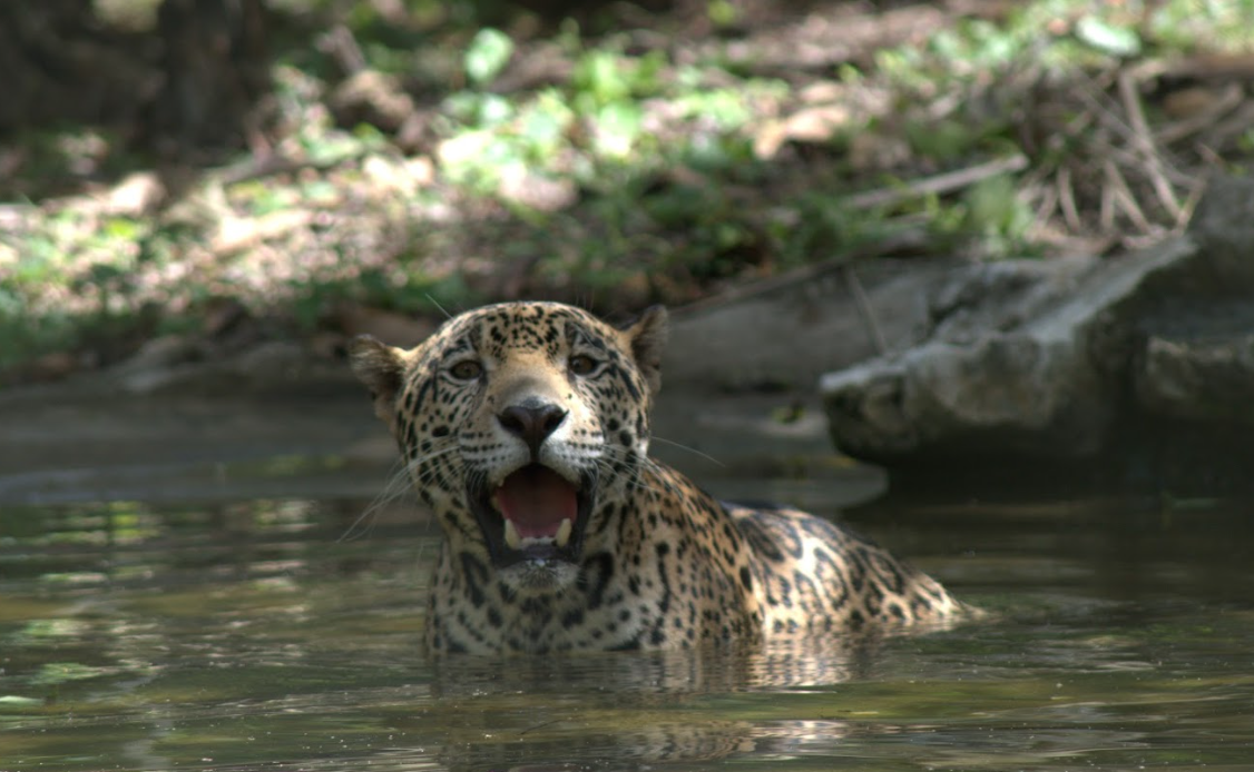 Guatemala refuerza alianzas para proteger al jaguar en el Día Internacional de su conservación
