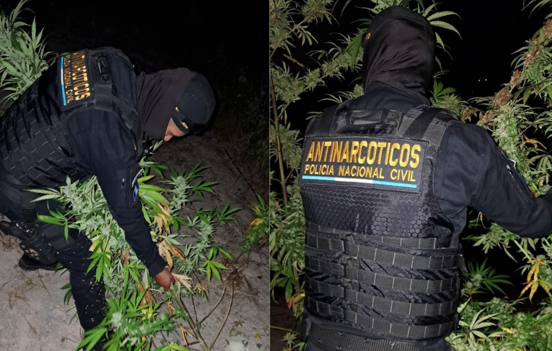 Erradican plantación de marihuana valuada en 1.8 millones de quetzales