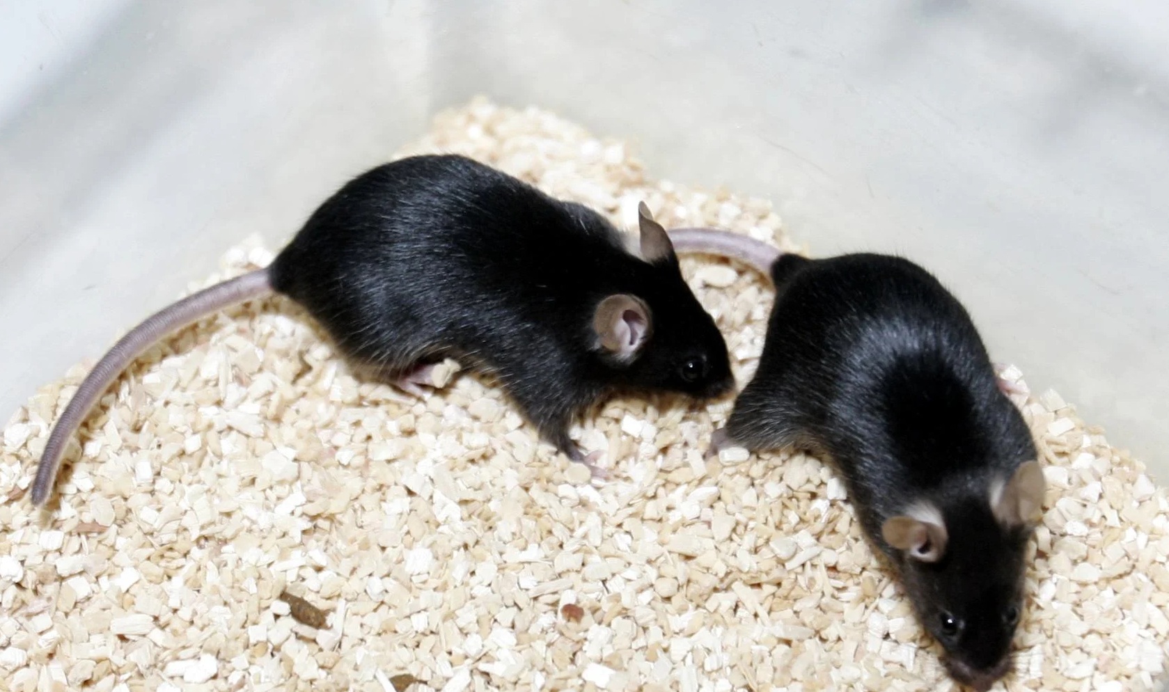 Experimento en ratones arrojó que un gen de los virus de la gripe aviar hace que los haga más resistentes a altas temperaturas.