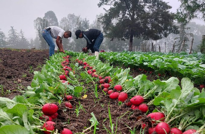 MAGA impulsa producción agrícola con enfoque pedagógico./Foto: MAGA.