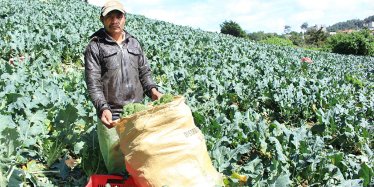 Con el Congreso de Certificación Agroalimentaria, el MAGA reafirma su compromiso con la seguridad alimentaria del país.