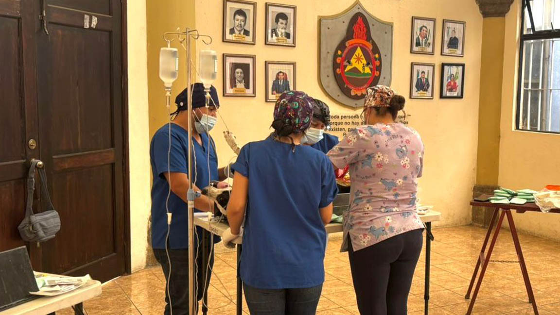 Realizan jornada de castración y esterilización en Parramos, Chimaltenango. (Foto: MAGA)