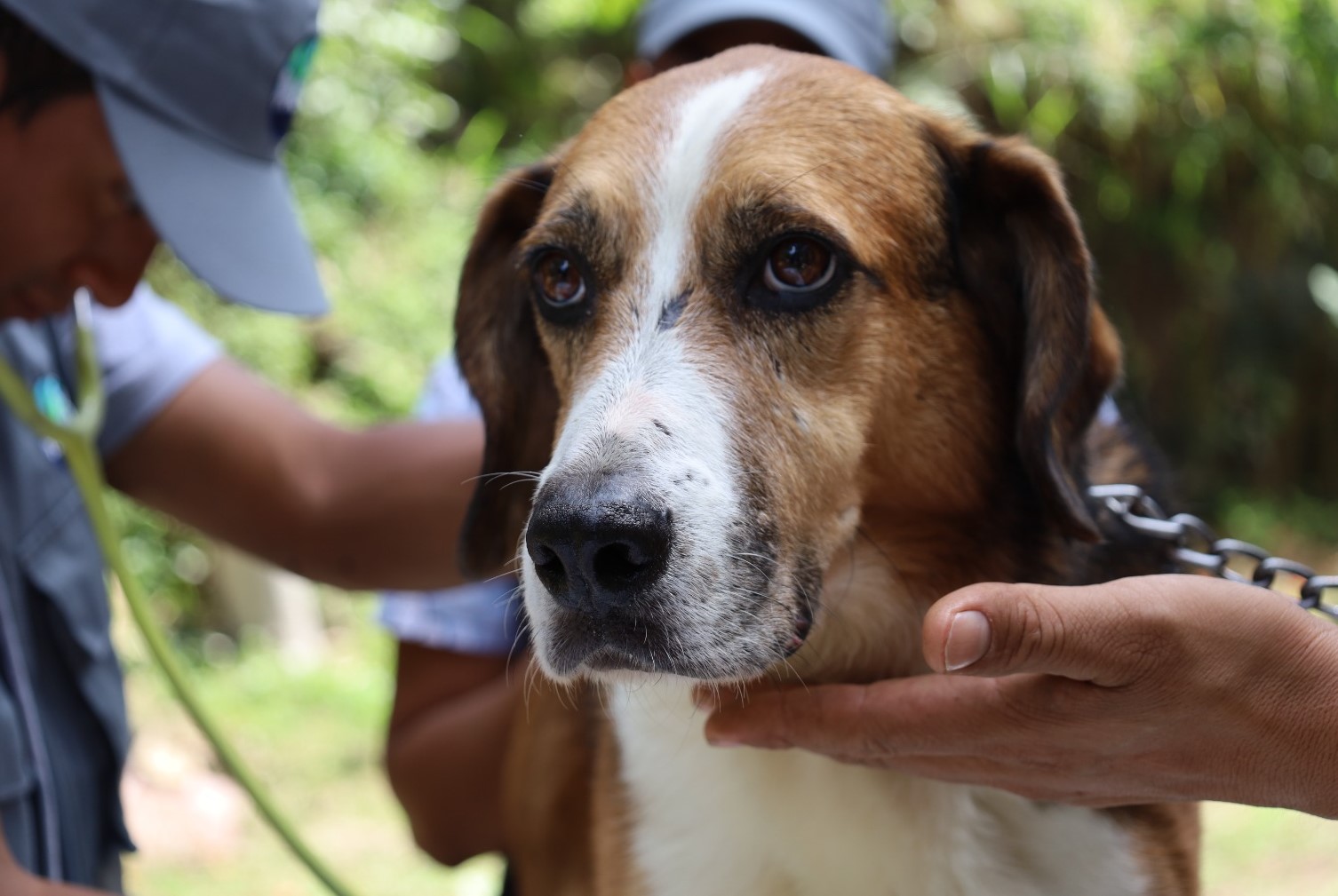 Las pulgas pueden enfermar a nuestras mascotas. / Foto: MAGA.