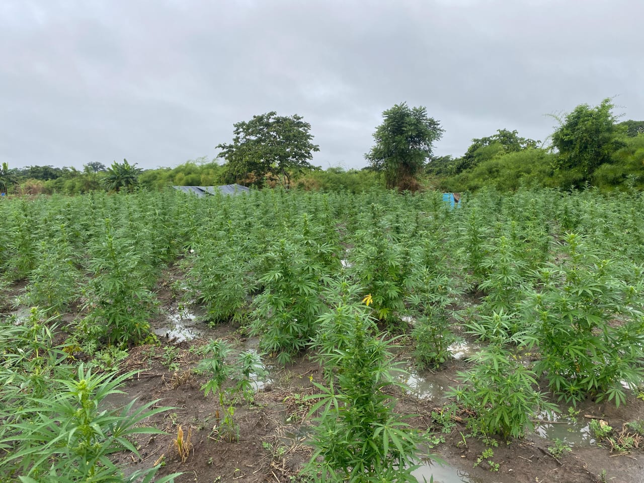 PNC supera los 976 millones de quetzales en plantaciones ilícitas erradicadas en 2025