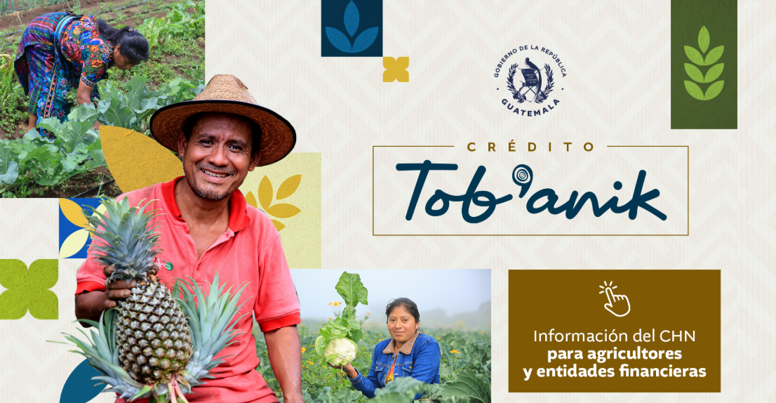 El 66.32% de los agricultores atendidos hasta ahora corresponden a pequeños productores, mientras que 33.68% pertenecen al segmento de medianos. / Foto: MAGA