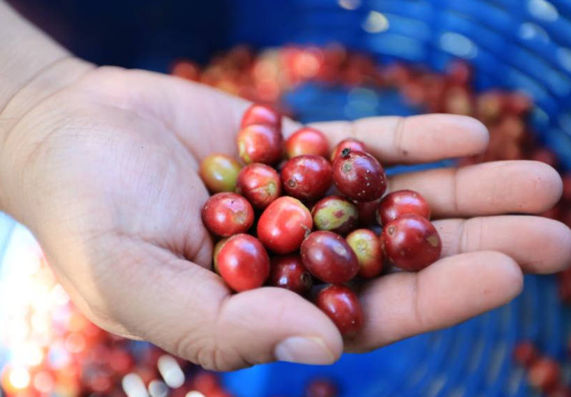 El fideicomiso, se ha consolidado como una herramienta clave para impulsar inversiones en fincas, mejorar procesos productivos y enfrentar los desafíos del mercado internacional. / Foto: MAGA