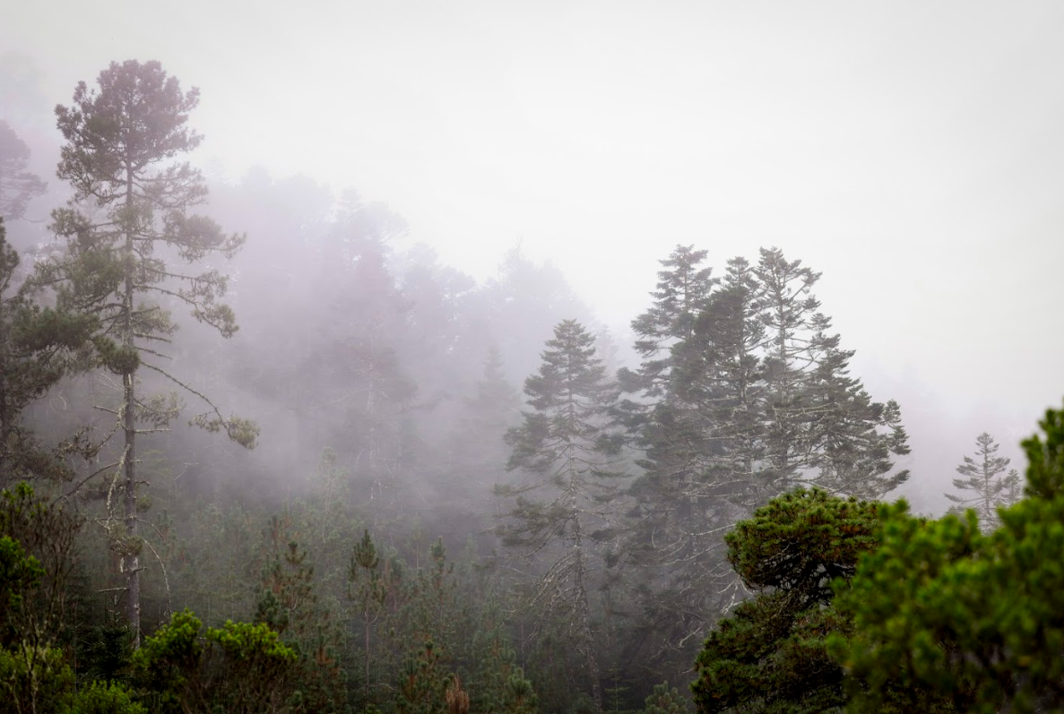 El Segundo Inventario Forestal presentó que el 38% del territorio nacional está cubierto de bosque. (Foto: Analí Camey)