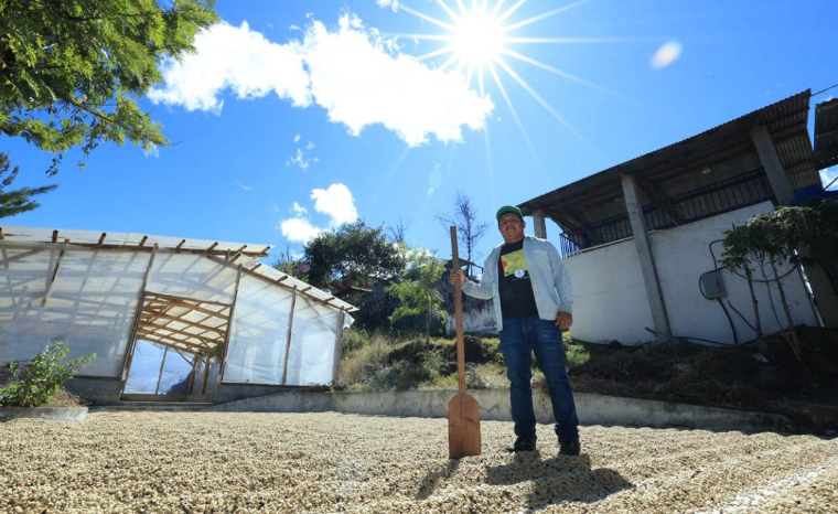 Pequeños productores de café acceden a financiamiento de más de 13 millones de quetzales