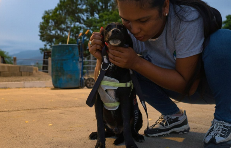 Quema del Diablo: así puedes proteger a tus mascotas este 7 de diciembre