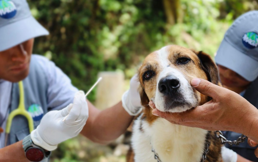 La prevención no solo representa un acto de responsabilidad hacia los animales, sino también una forma de mostrar amor. / Foto: MAGA