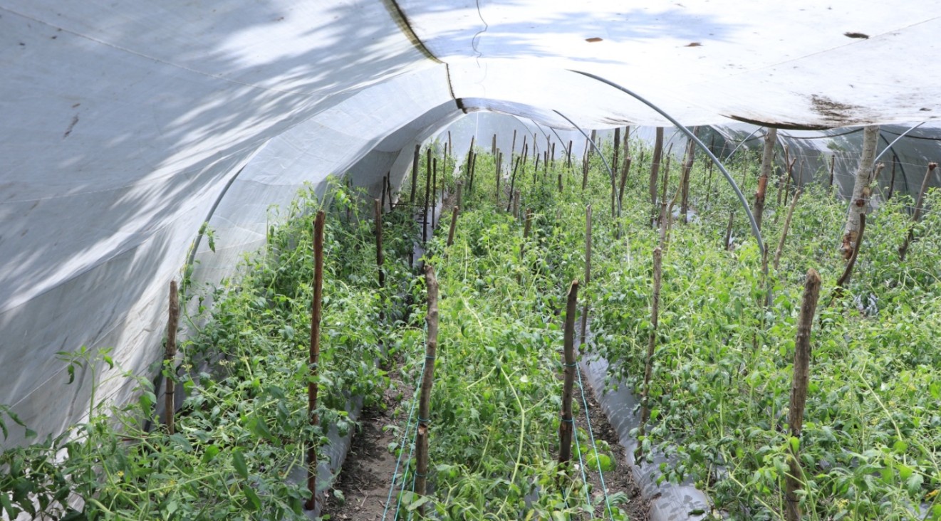 Mantienen monitoreo del clima para proteger la producción agrícola y pecuaria del país