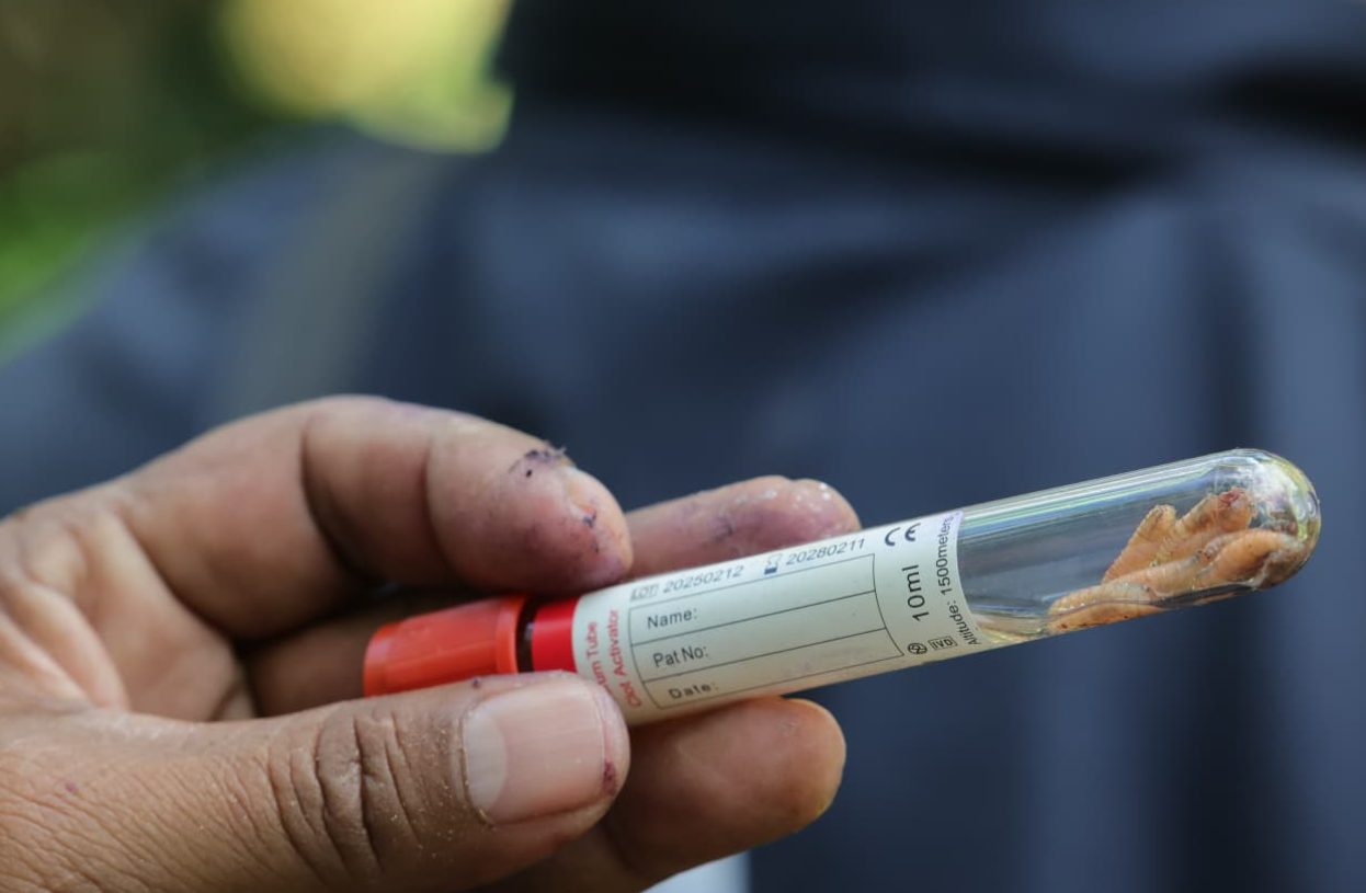 MAGA inspeccionó a más de 346 mil animales para prevenir casos de gusano barrenador durante el 2025