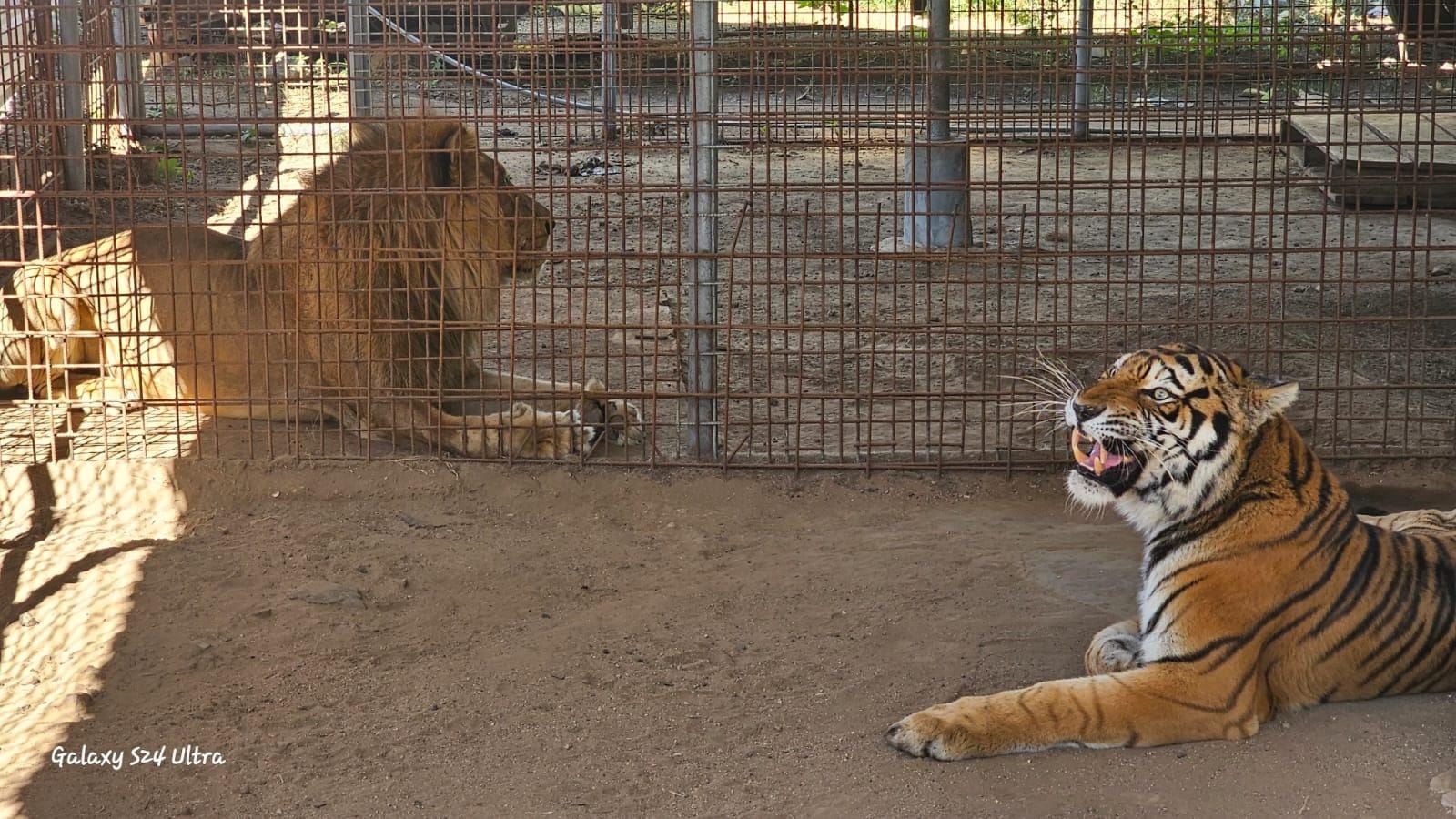 Diprona rescata a tigre y león que se encontraban en cautiverio en Zacapa