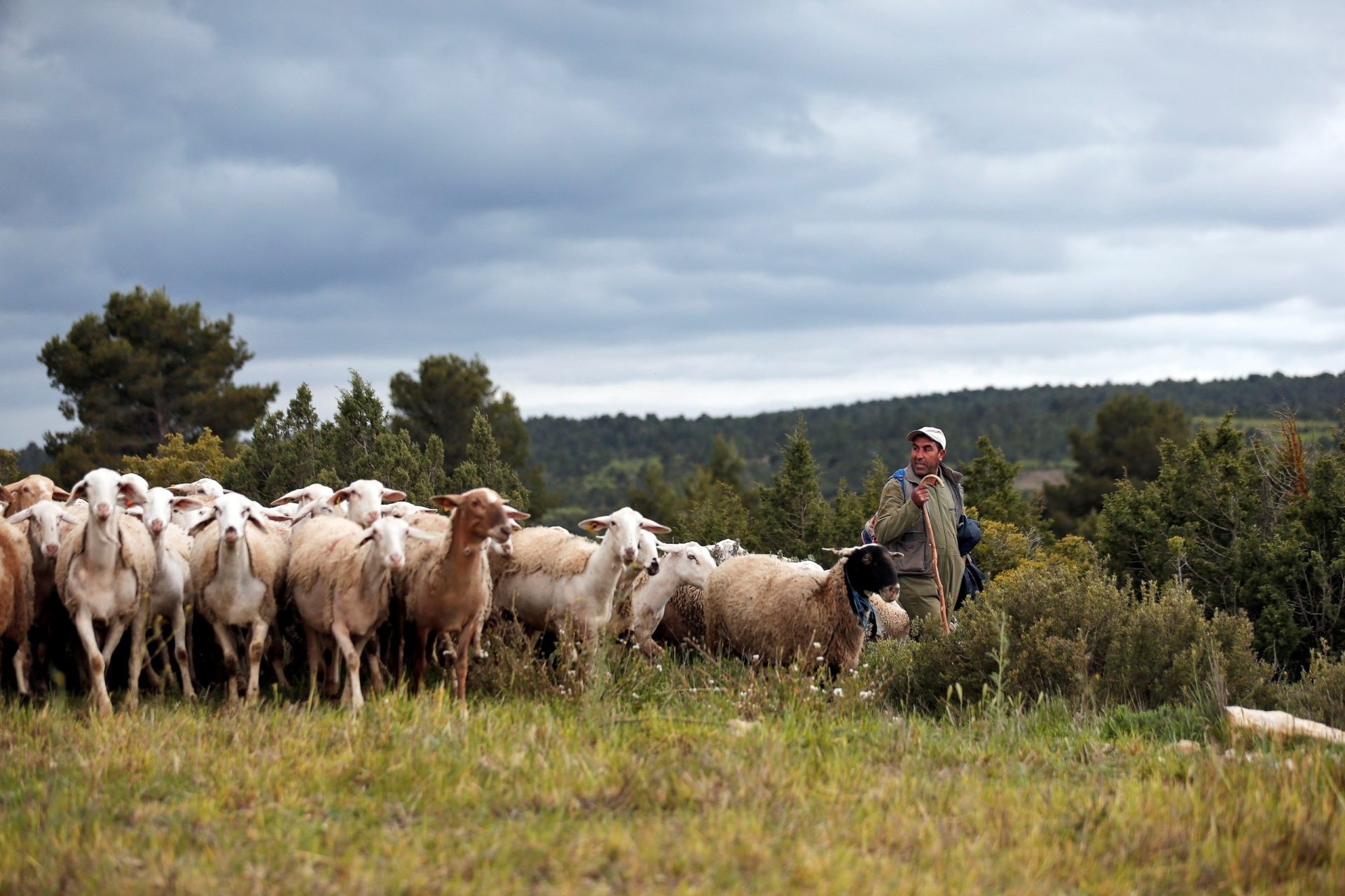 La FAO designó el 2026 como el Año Internacional de los Pastizales y los Labradores
