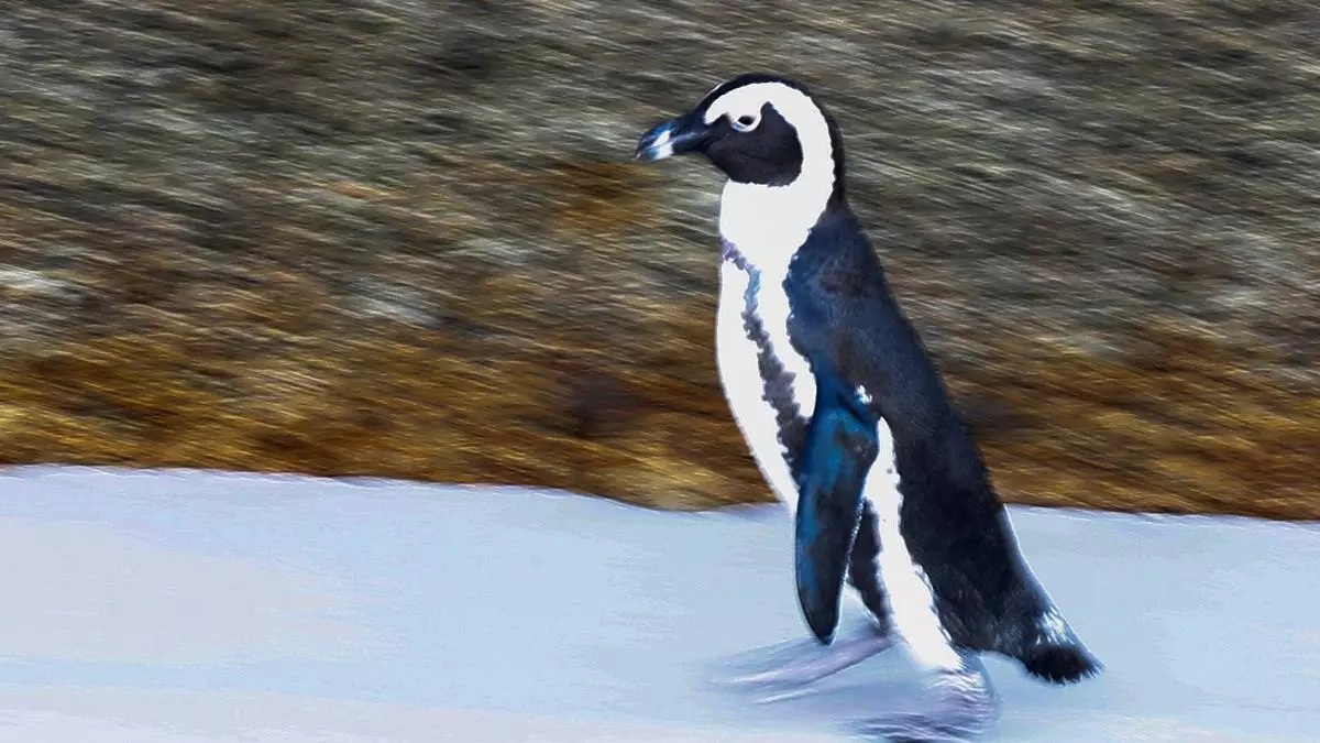La falta de alimentos ha hecho que un alto porcentaje de pingüinos muera en los primeros años de vida en Sudáfrica.