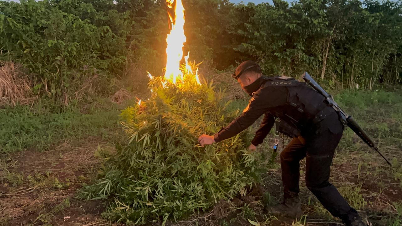 PNC destruye más de 58 mil matas de marihuana en Petén