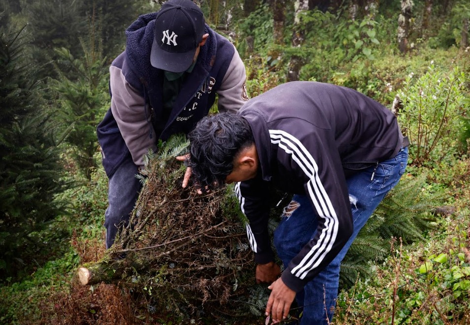 Legado familiar impulsa la conservación del pinabete en Huehuetenango