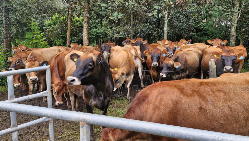 MAGA insta a productores pecuarios a vacunar contra la rabia bovina en 2026