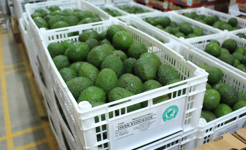 El plan operativo conjunto contempla dos acciones fundamentales antes de iniciar las exportaciones de aguacate Hass. / Foto: MAGA