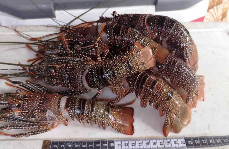 La veda se implementará en puntos estratégicos del litoral Atlántico guatemalteco. / Foto: MAGA