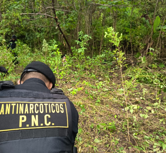 Fuerzas de seguridad logran la erradicación de más 12 mil hojas de coca en Petén