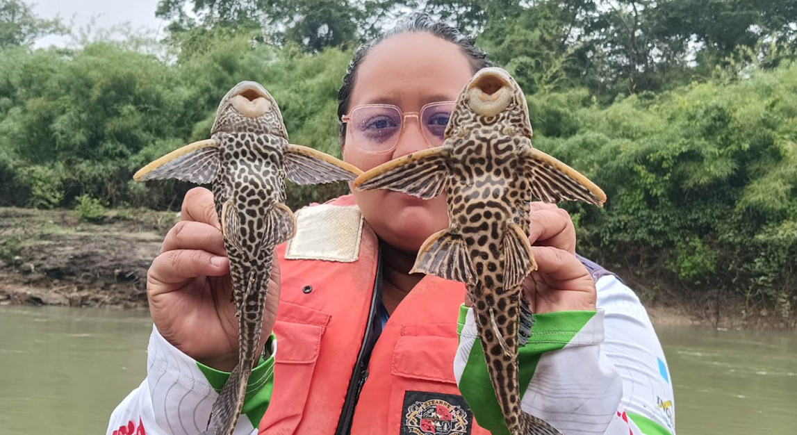 MAGA realiza estudio científico para identificar especies de peces en en el municipio de Sayaxché. (Foto: MAGA)