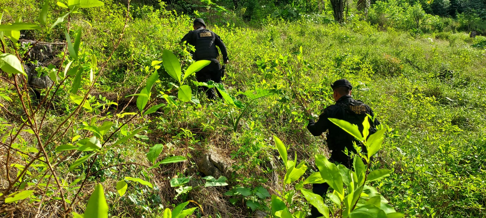 Hallan plantación de coca en zona de difícil acceso. / Foto: PNC.