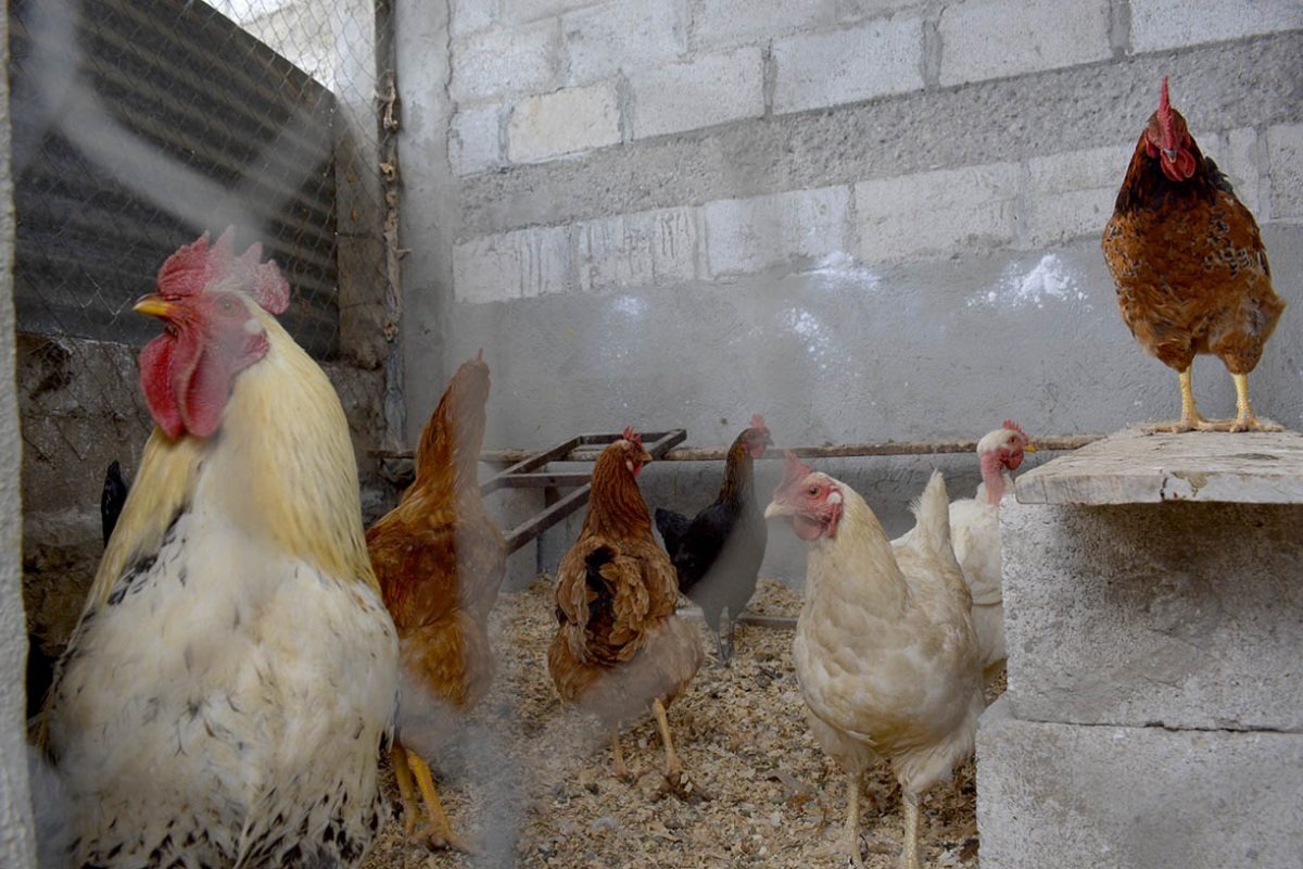 La crianza de gallinas de traspatio beneficia la economía familiar y la seguridad alimentaria. / Foto: MAGA.
