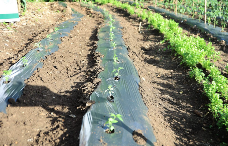 En el área agrícola, se sugiere evitar podas y fertilizaciones nitrogenadas durante los periodos de bajas temperaturas. / Foto: MAGA