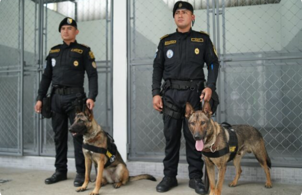 Binomios K-9, integrados por un guía y un perro policía, para la detección de narcóticos y sustancias ilícitas. / Foto: Mingob