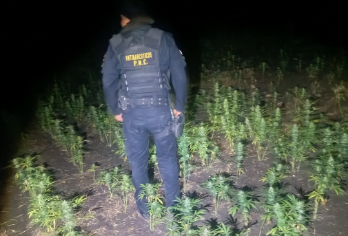 La erradicación de estas plantaciones no solo evita que la droga llegue a los mercados nacionales e internacionales, sino que también debilita las finanzas de los grupos criminales. / Foto: PNC