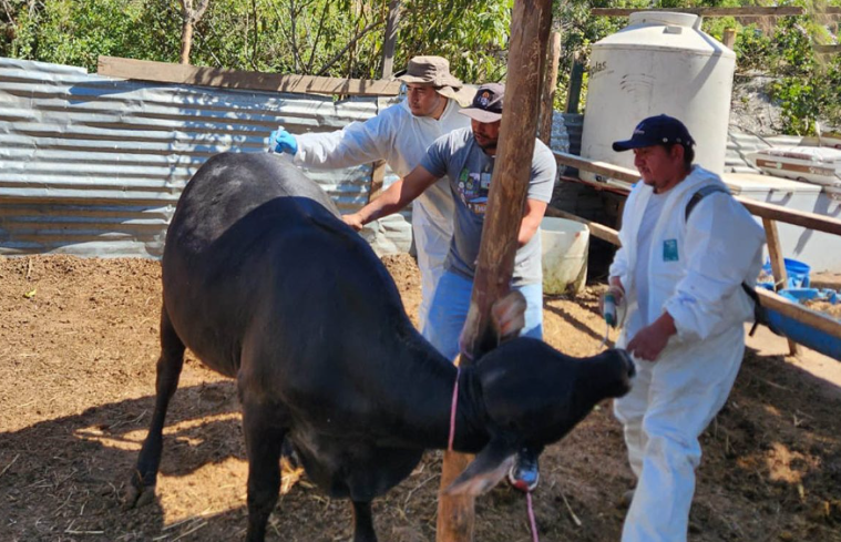 Jornada sanitaria refuerzan sanidad porcina y bovina en Villa Nueva