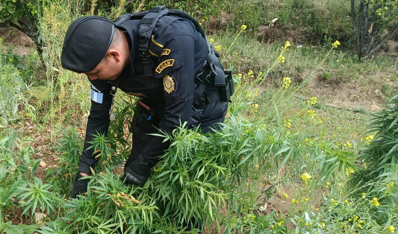 Esto es el resultado del trabajo constante y coordinado de la PNC en la lucha frontal contra el narcotráfico. / Foto: PNC