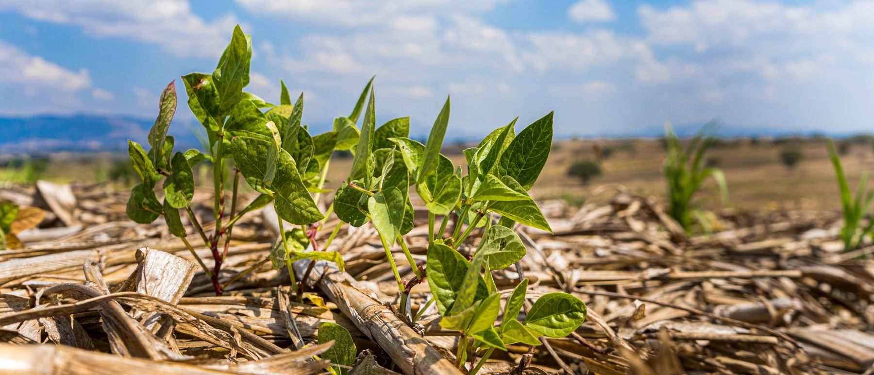 La FAO advierte de que la degradación del suelo pone en riesgo la producción alimentaria.